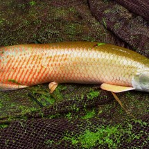 Baby arapaima